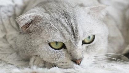 爱游戏全站app注册-“足球智者”：某某教练解读战术变革心得，足球技战术训练全书