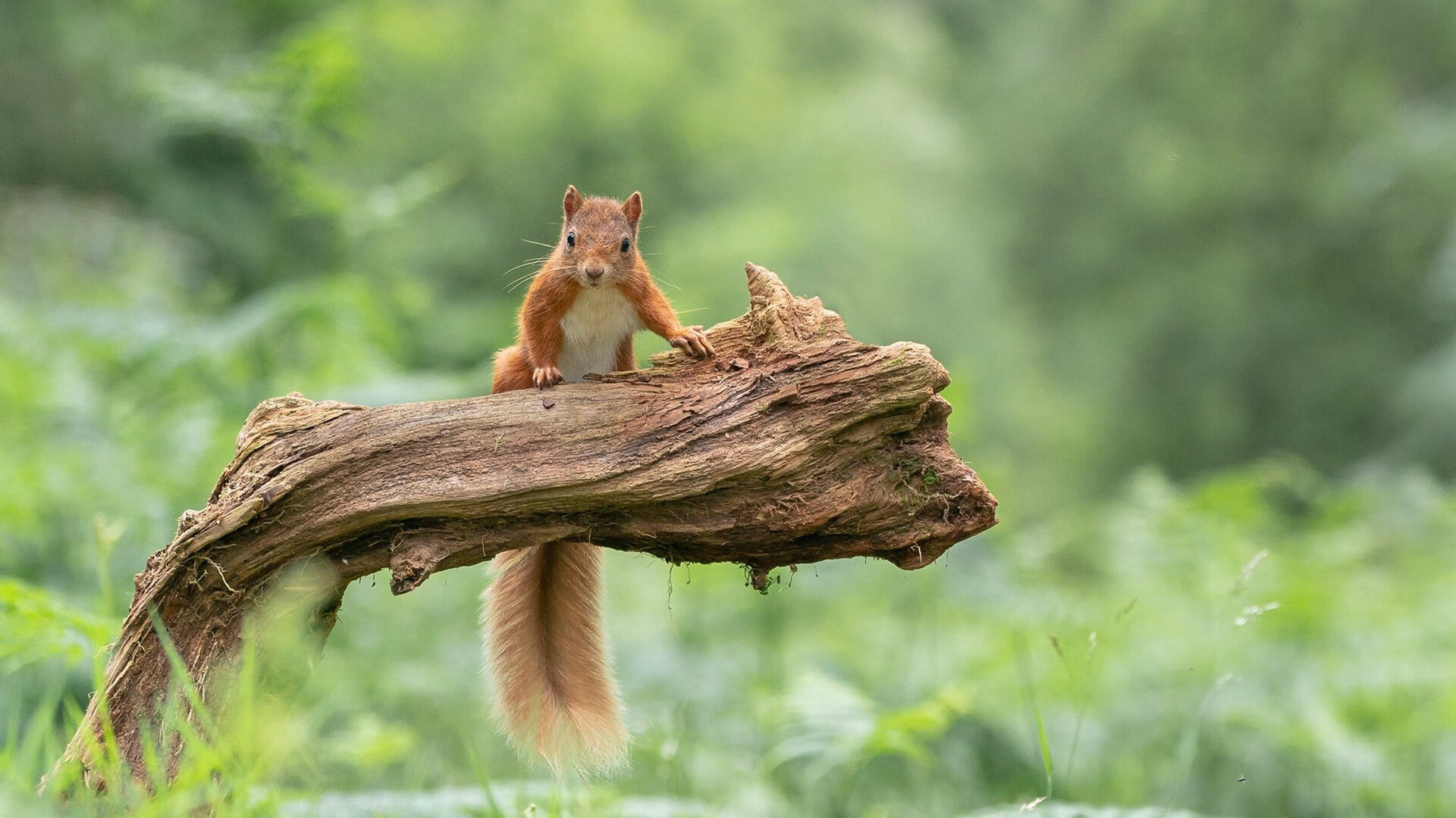 凯恩·瑞安：一位极具潜力的全黑队球员，未来可期，凯恩是哪个足球队的